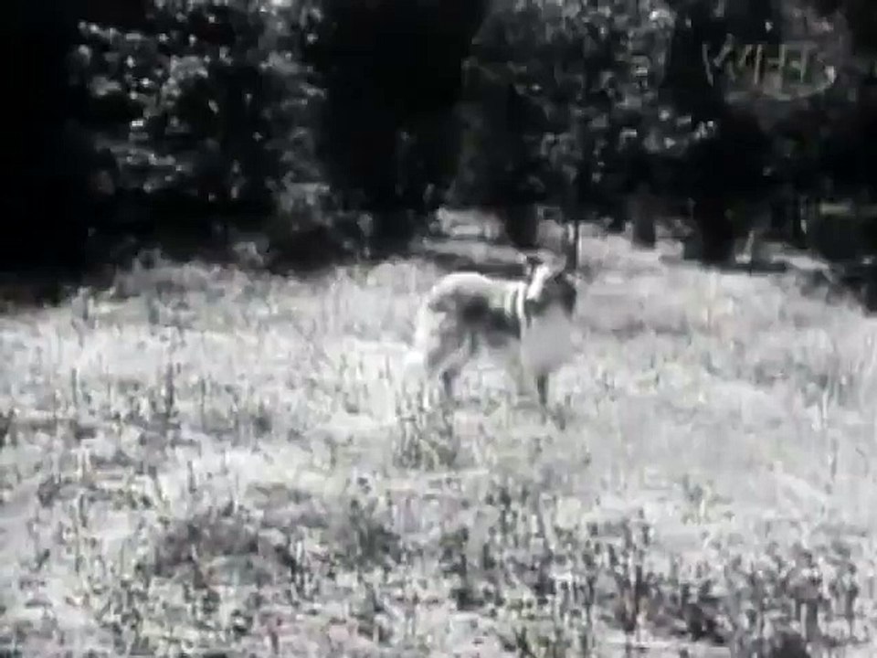 Lassie - Se1 - Ep04 HD Watch HD Deutsch