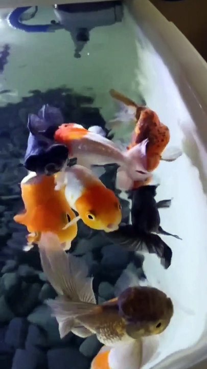 Goldfish in pond
