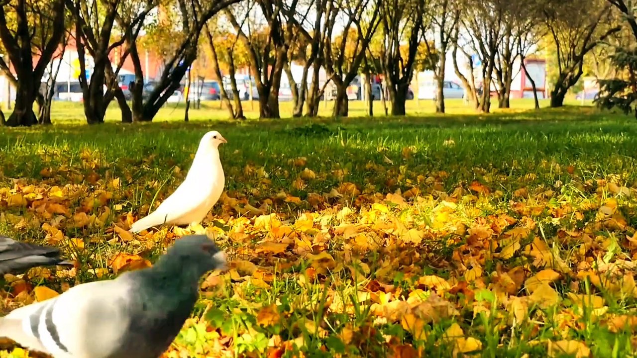 Birds relaxing music /Relaxing Sleep Music and Night Nature Sounds