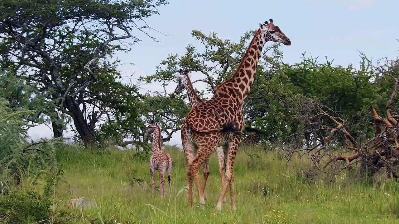 Waterhole - Africa's Animal Oasis - Se1 - Ep01 HD Watch HD Deutsch