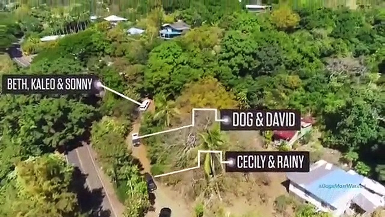 Dog's Most Wanted - Se1 - Ep01 - Like Father, Like Son HD Watch HD Deutsch