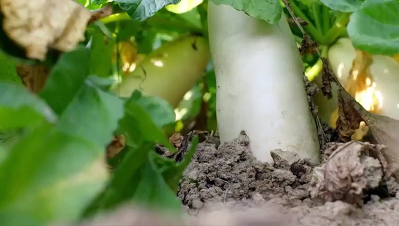 Flavorful Origins - Se1 - Ep06 HD Watch HD Deutsch