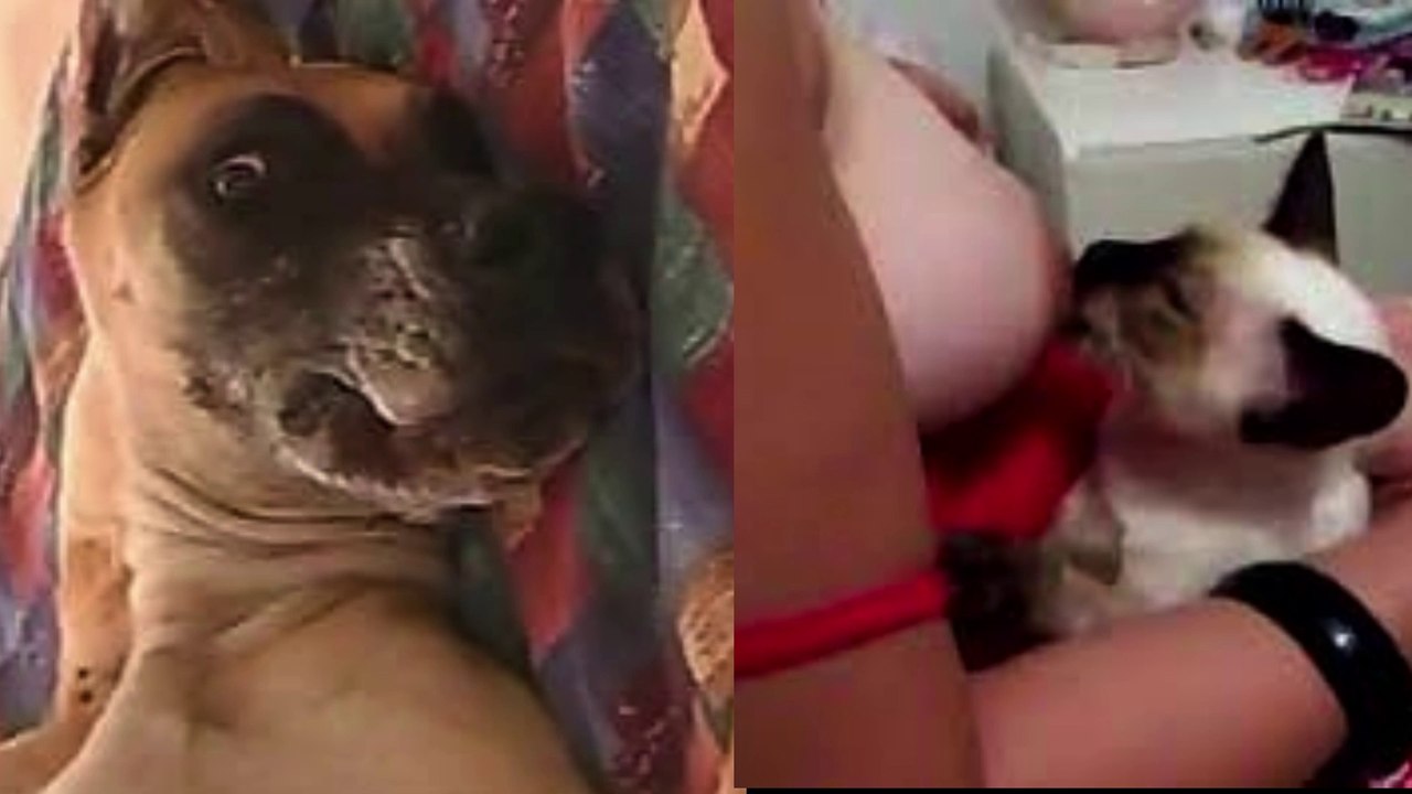 funny animals|funny dog|pets town|try not to laugh|funny animal video 2022 funny animals life