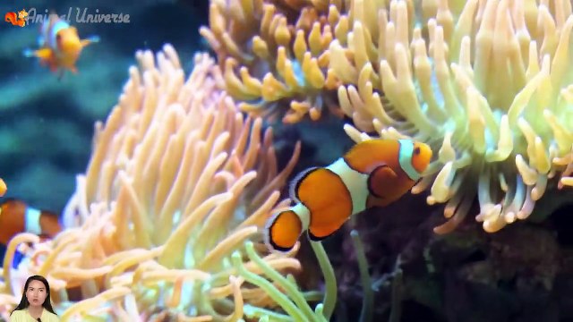 Suara binatang yang dikenal gajah, sapi, kuda, bebek, ayam, kucing - Bagian 2