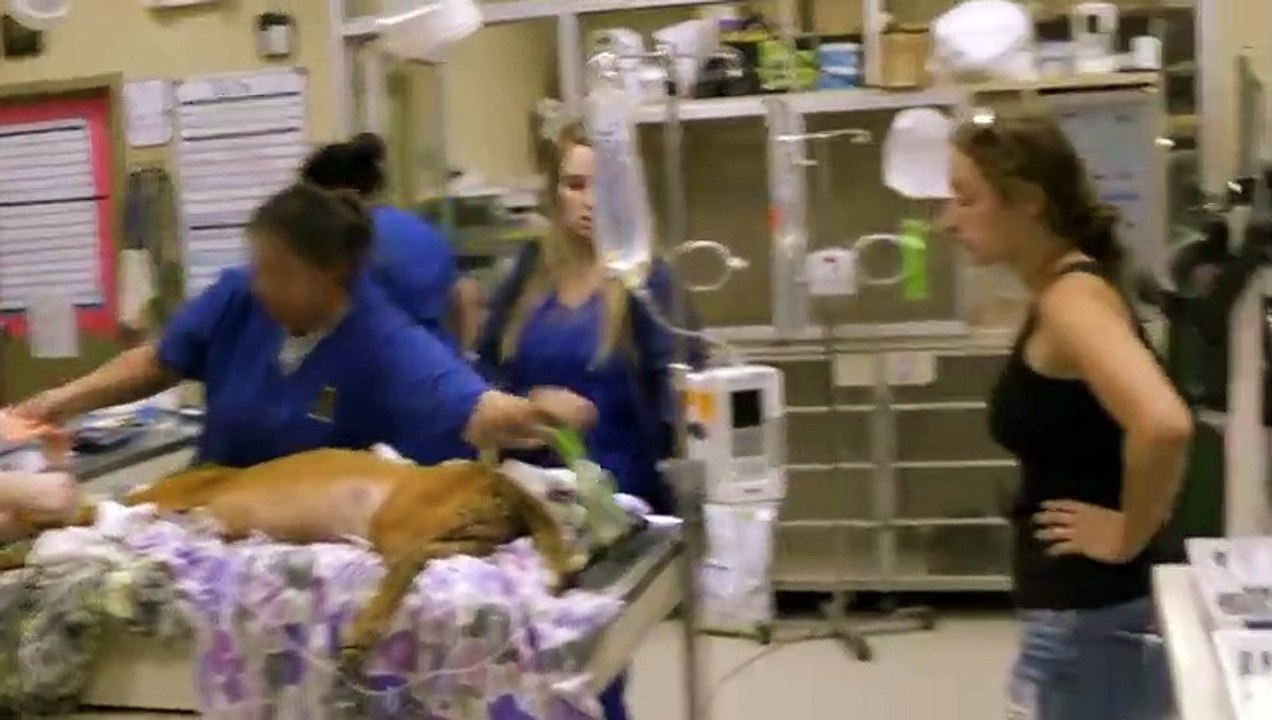 Pit Bulls and Parolees - Se12 - Ep04 HD Watch HD Deutsch