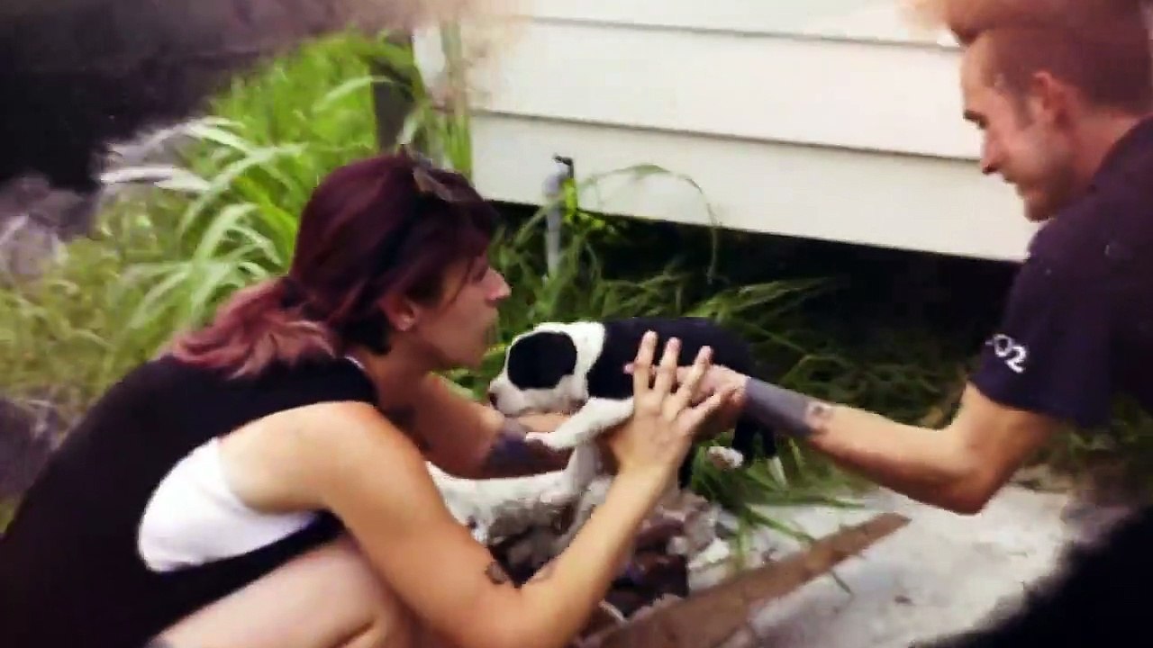 Pit Bulls and Parolees - Se12 - Ep03 HD Watch HD Deutsch