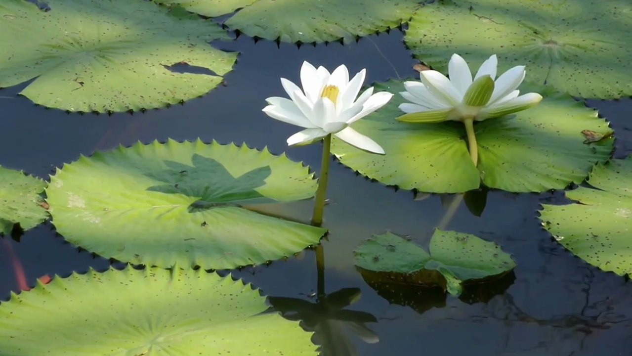 Bunga lotus atau bunga teratai