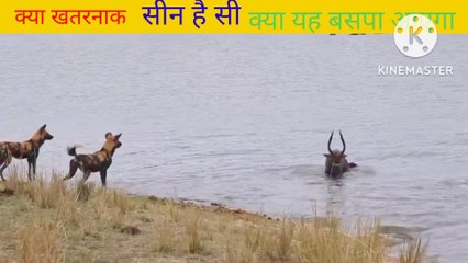 Animal roasting animal attack