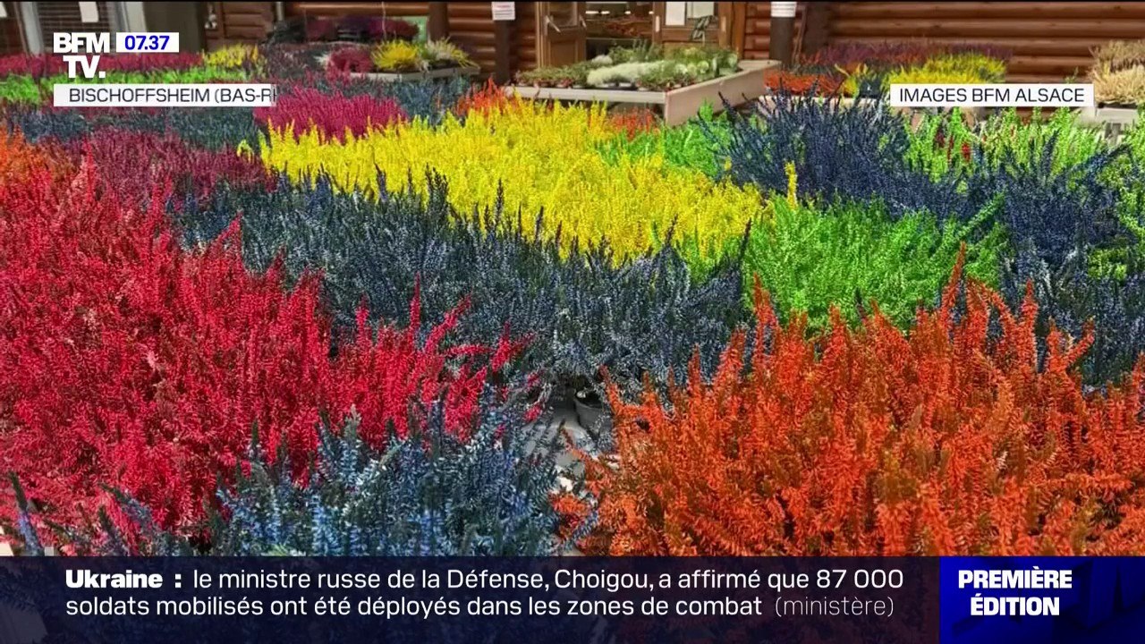 En Alsace, des couleurs d'été même en hiver sur ces fleurs peintes directement en terre