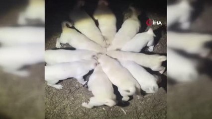 Yavru akbaşların aynı kap içerisinden mama yediği anlar görenleri gülümsetti