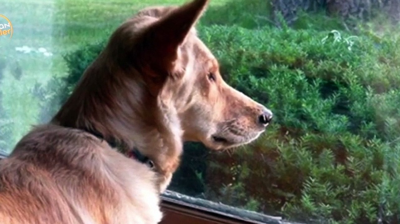 10 fakta menarik tentang anjing