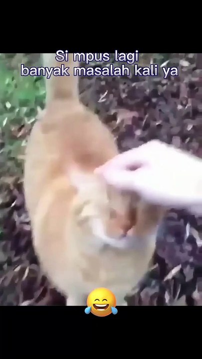 Cute Cat on Social Media