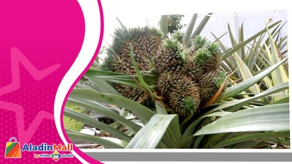 Unik, Nanas di Aceh Miliki Puluhan Bonggol