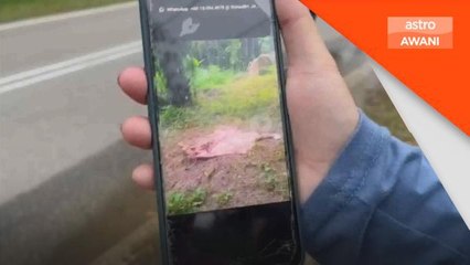 Serangan Haiwan | Penduduk bimbang, mahu Perhilitan segera siasat