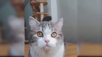 Baby Cats - Cute Puppies Video Compilation