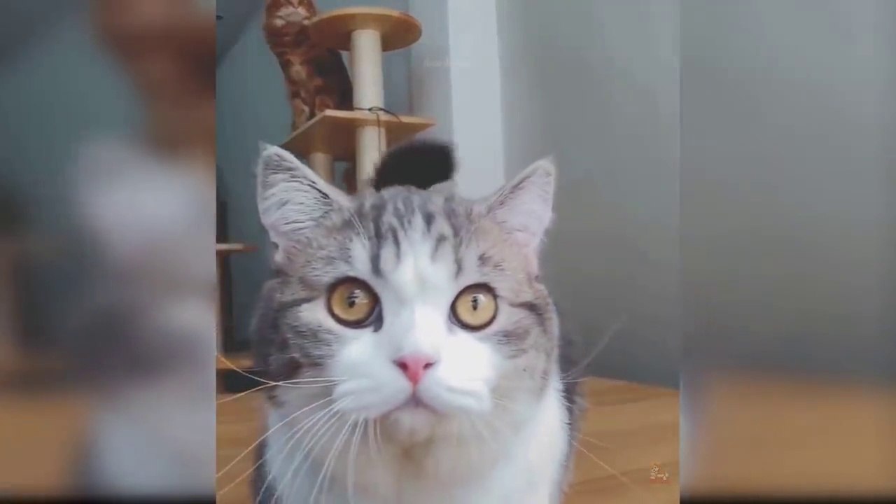 Baby Cats - Cute Puppies Video Compilation