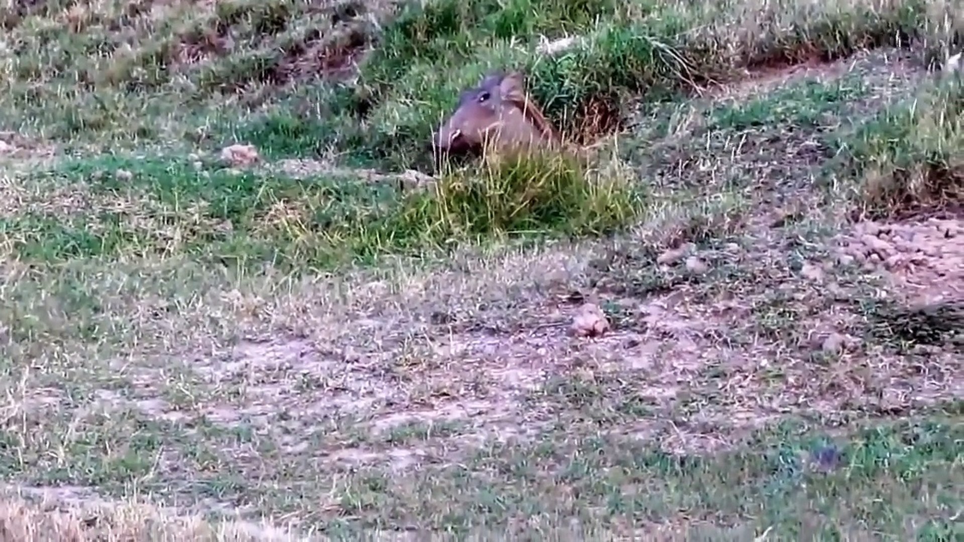 Animal Behavior in Africa Tiger vs. Porcupine: Warthog Tosses Male Lion Into The Air To Save Baby