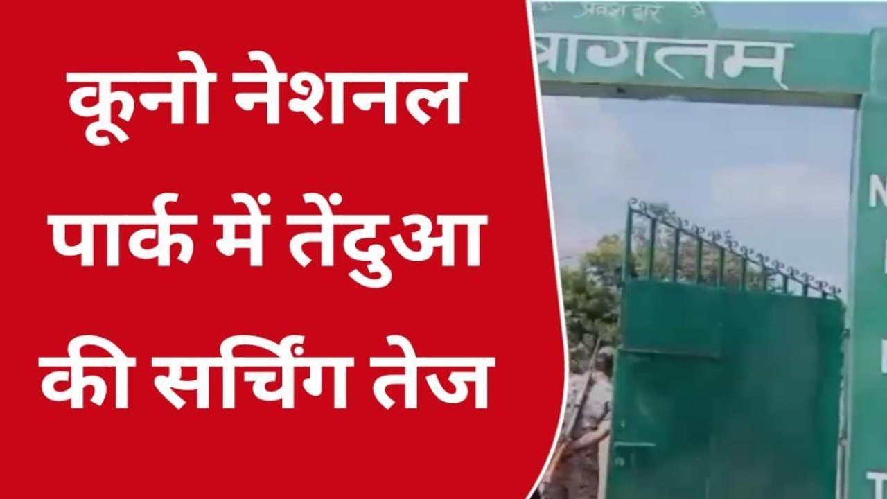 श्योपुर : कूनो नेशनल पार्क में तेंदुएं की सर्चिंग हुई तेज, 10 दिन बाद भी नहीं मिला तेंदुआ