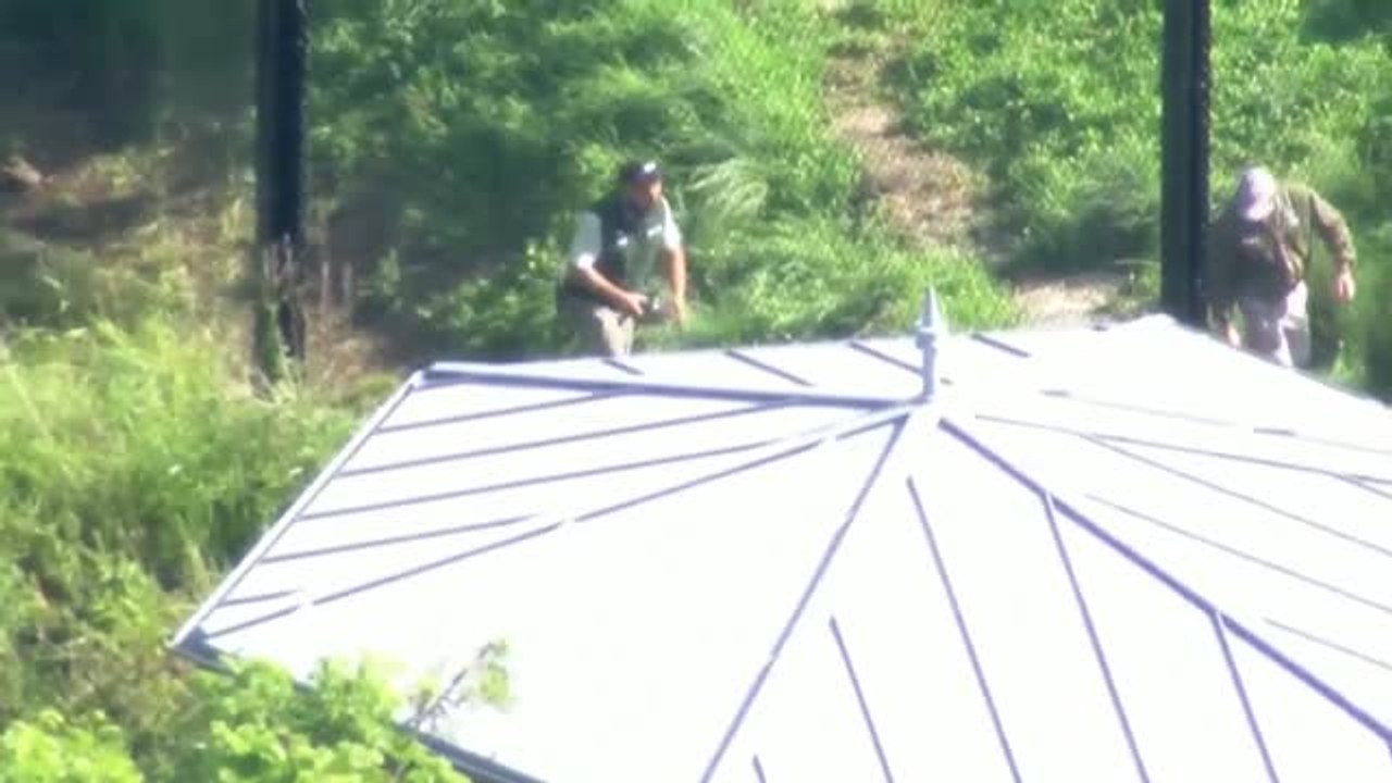 Se escapan 5 leones de un zoo de Sidney