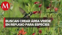 Buscan donaciones de plantas para jardín de colibríes en casa hogar de Puebla