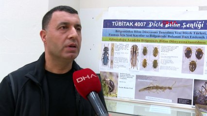 Yol çalışmasında bulunan mağarada yeni böcek türü keşfedildi