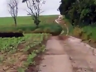 Mais combien de sangliers sortent de ce champs??? Au moins 50