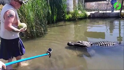 Regarder un peu la puissance de la mâchoire de cet alligator