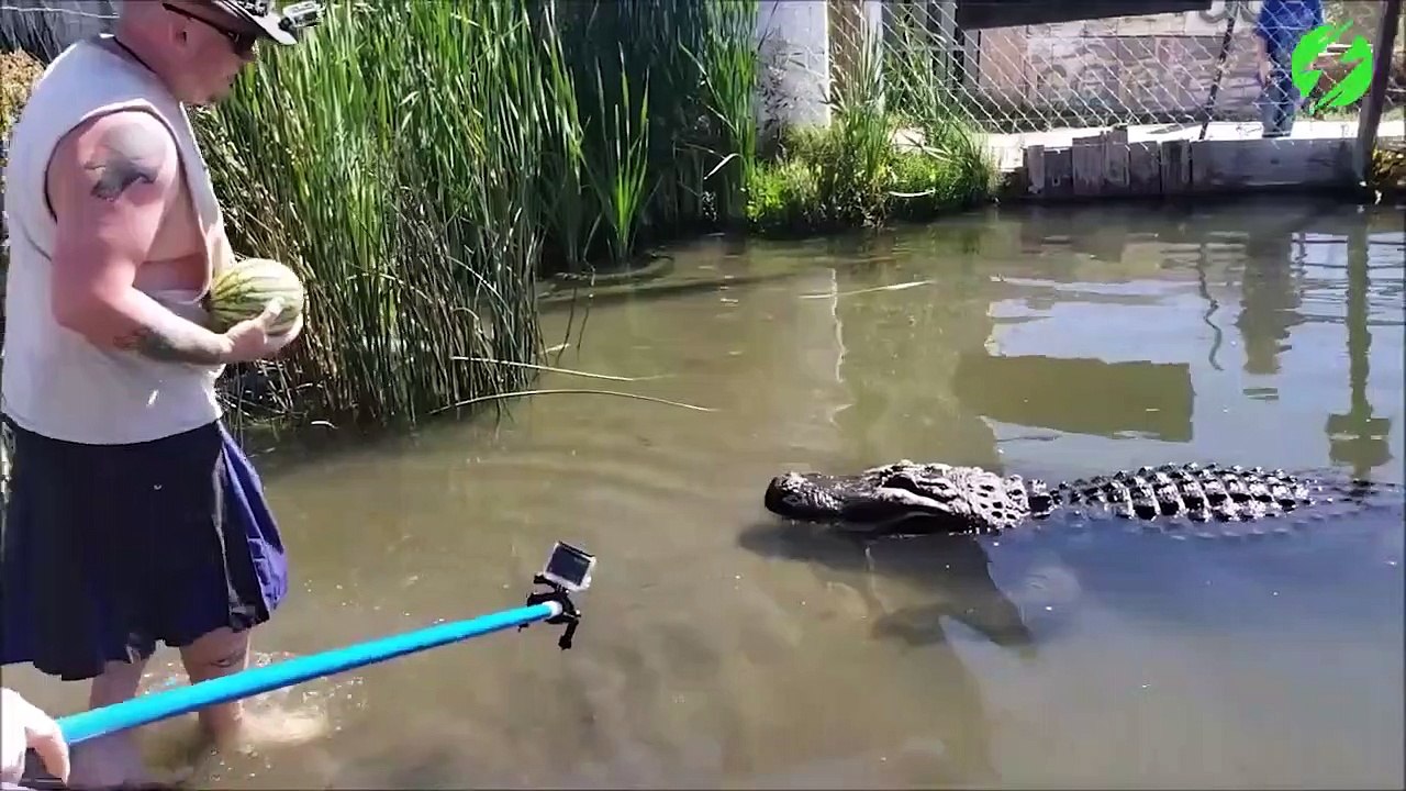 Regarder un peu la puissance de la mâchoire de cet alligator