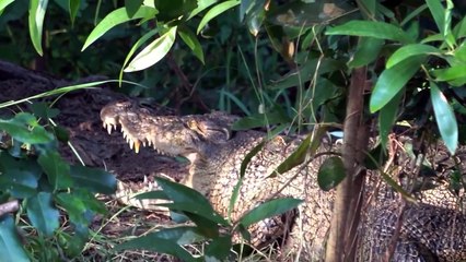 PETERNAKAN-PALING-SERAM-DI-DUNIA-BEGINIL_8