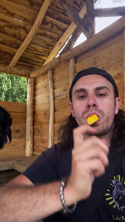 Sharing Mango with Loki the Raven