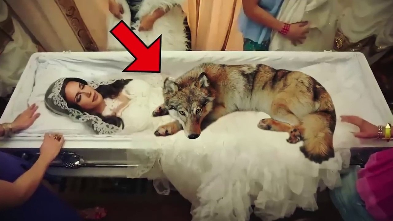 The Wolf Didn’t Move Away From the Woman, When the Doctor Looked Closer They Called the Police Fast!