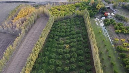 Ağrı Dağı eteklerindeki İrem Bağları sonbahar renklerine büründü