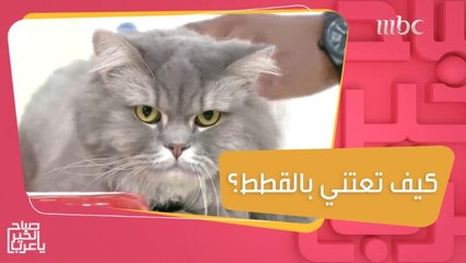 أصواتها وحركاتها لها معاني.. تعرفوا على الطريقة الصحيحة للاعتناء بالقطط!