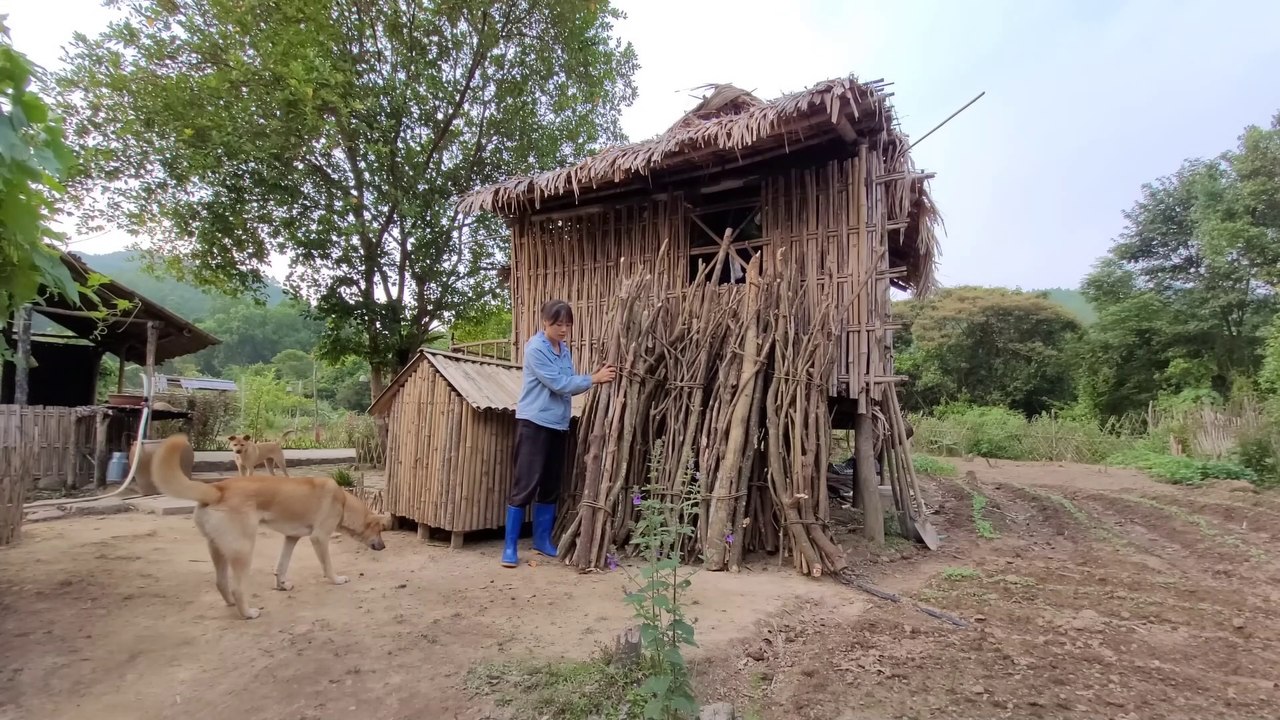 Store firewood for the winter. Pick corn in the garden