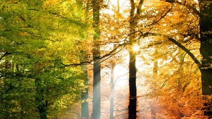 Relaxdaily N°005 (original 2011 release)_2