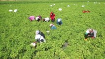 GAZİANTEP'TE KADINLAR ÜRETTİKLERİ SALÇA VE BİBERİ İHRAÇ ETMEYİ HEDEFLİYOR