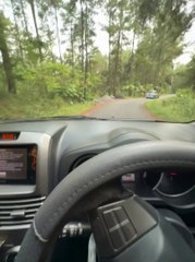 Morning car trip in the middle of the forest