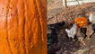 Homestead owner gets her chickens busy with carving a pumpkin for Halloween *SMART!*