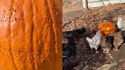 Homestead owner gets her chickens busy with carving a pumpkin for Halloween *SMART!*