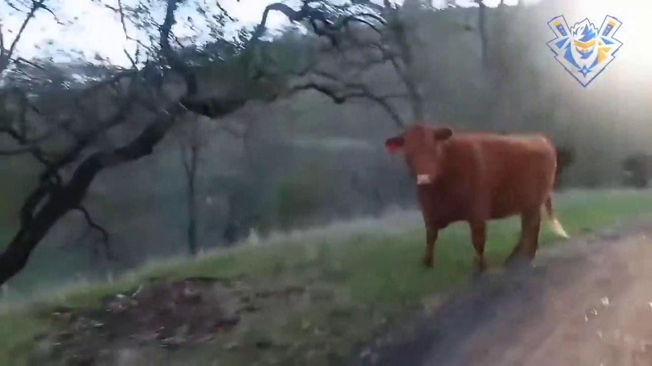 funny-animal-attack