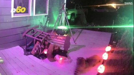 Horrible or Hilarious? Raccoons Attack Animatronic Witch