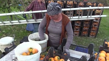 Cennet hurmasında kurutma mesaisi