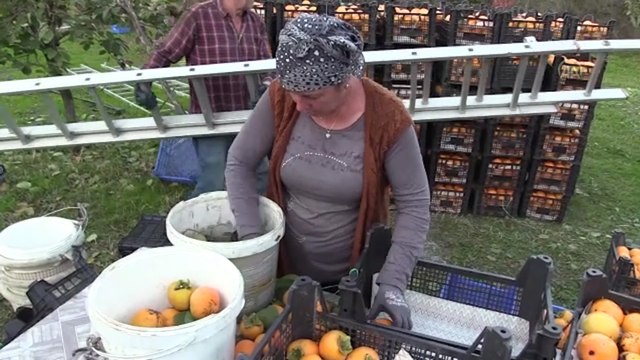 Cennet hurmasında kurutma mesaisi