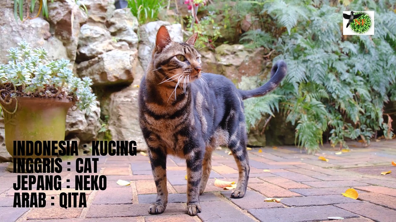 Animal2 ‐ Dibuat dengan Clipchamp