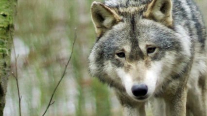 a wolf is restless looking for prey