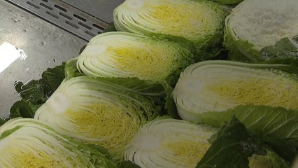 '절임배추＋양념' 임실 김장페스티벌 사전 신청 연장 / YTN