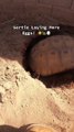 Amazing tortoise laying eggs