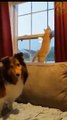 Funny animals video|| 2022 new funny videos #funny #shorts #animal #cat #dog #funnyvideo#aww #viral