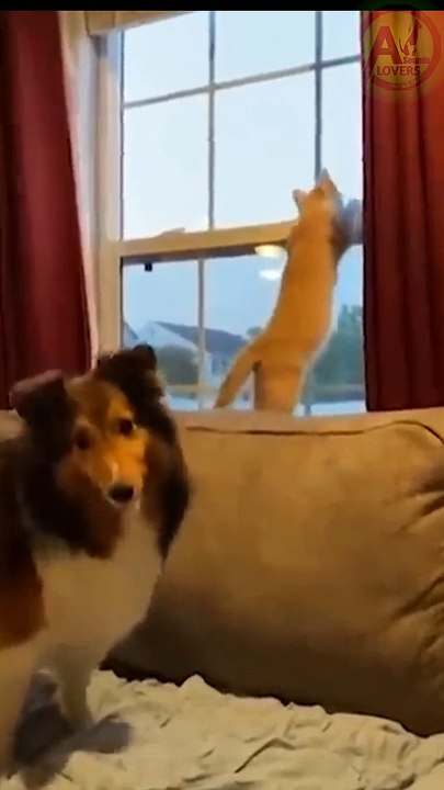 Funny animals video|| 2022 new funny videos #funny #shorts #animal #cat #dog #funnyvideo#aww #viral