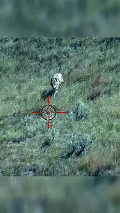 Hunting Coyotes #shorts #dogs #animals #hunter #065